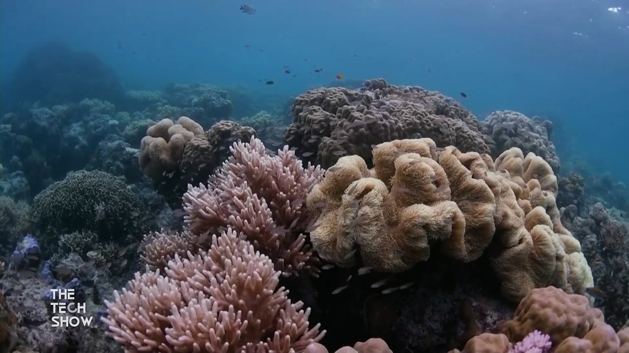 Learn About Efforts to Protect One of  the Seven Wonders of  the Natural World