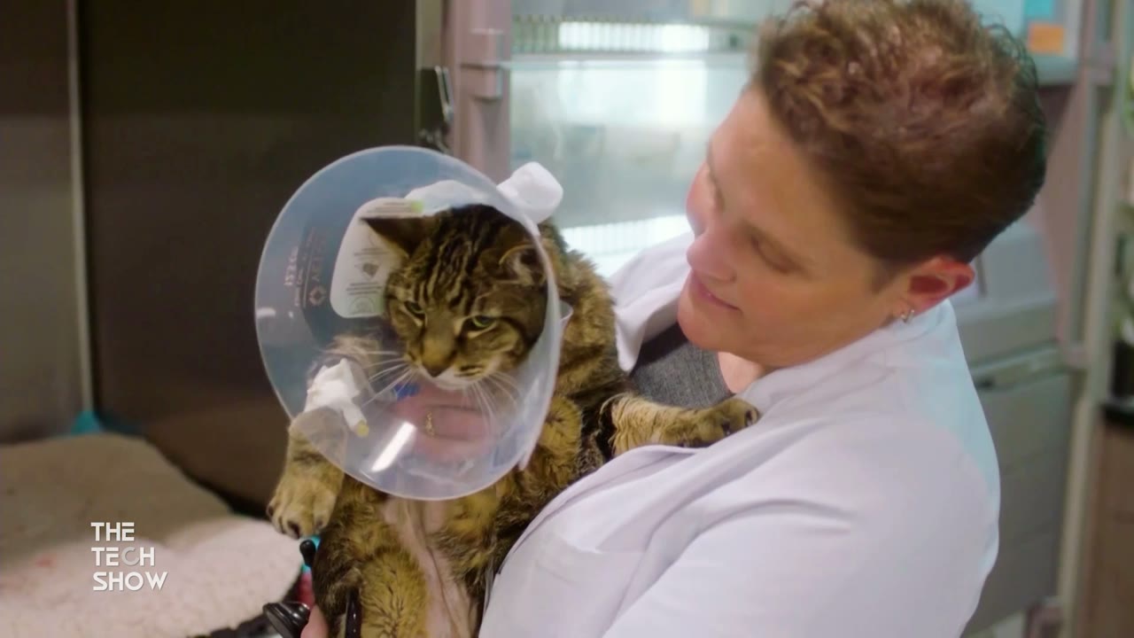Crisis in Pet Care – New Non-Profit Effort for Veterinarian Burnout